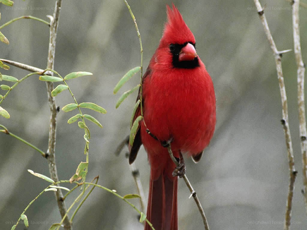 Red cardinal perched on branch