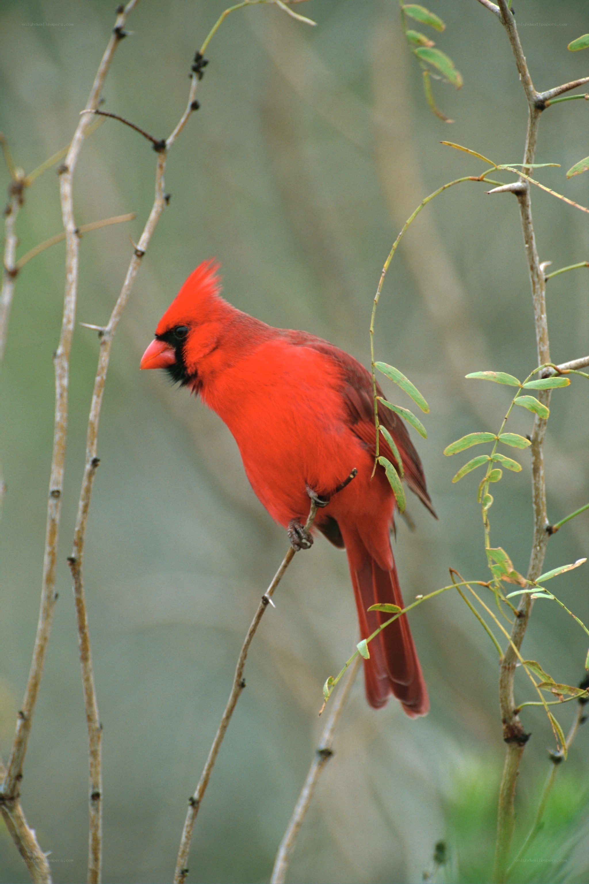 Red cardinal perched on branch