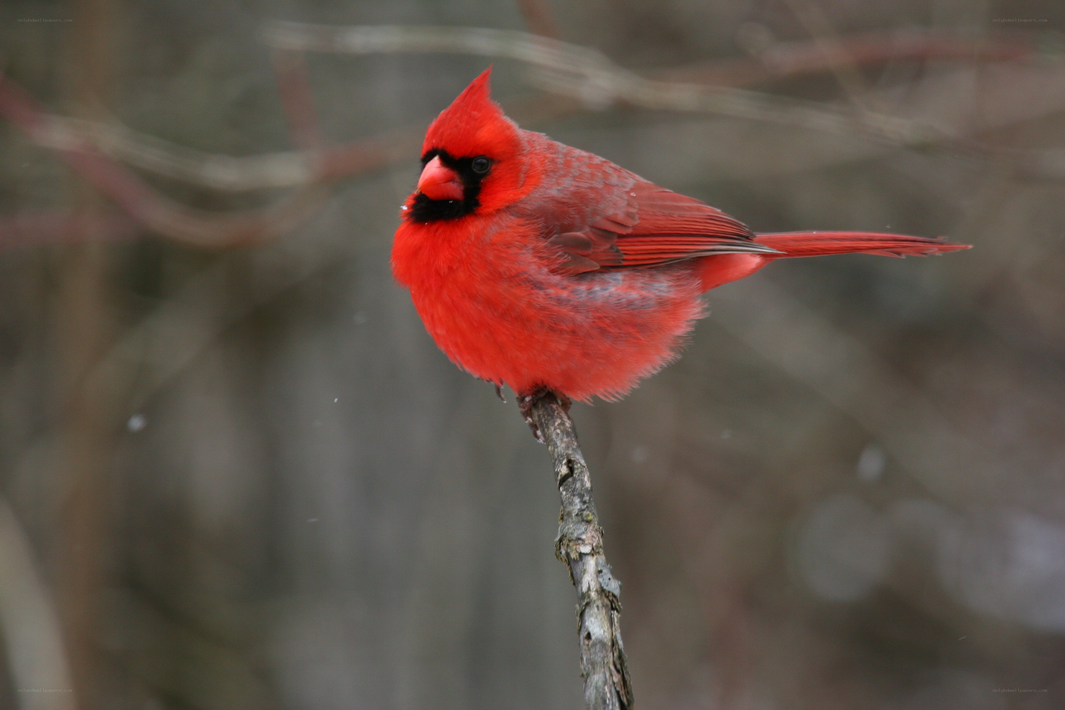 Red cardinal perched on branch