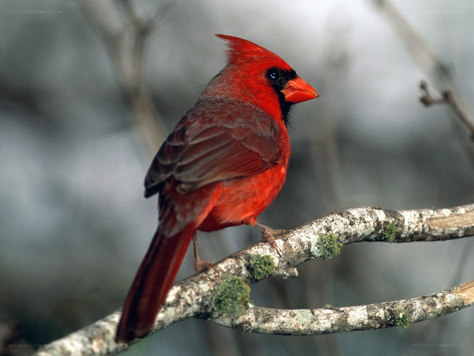 Red cardinal perched on branch