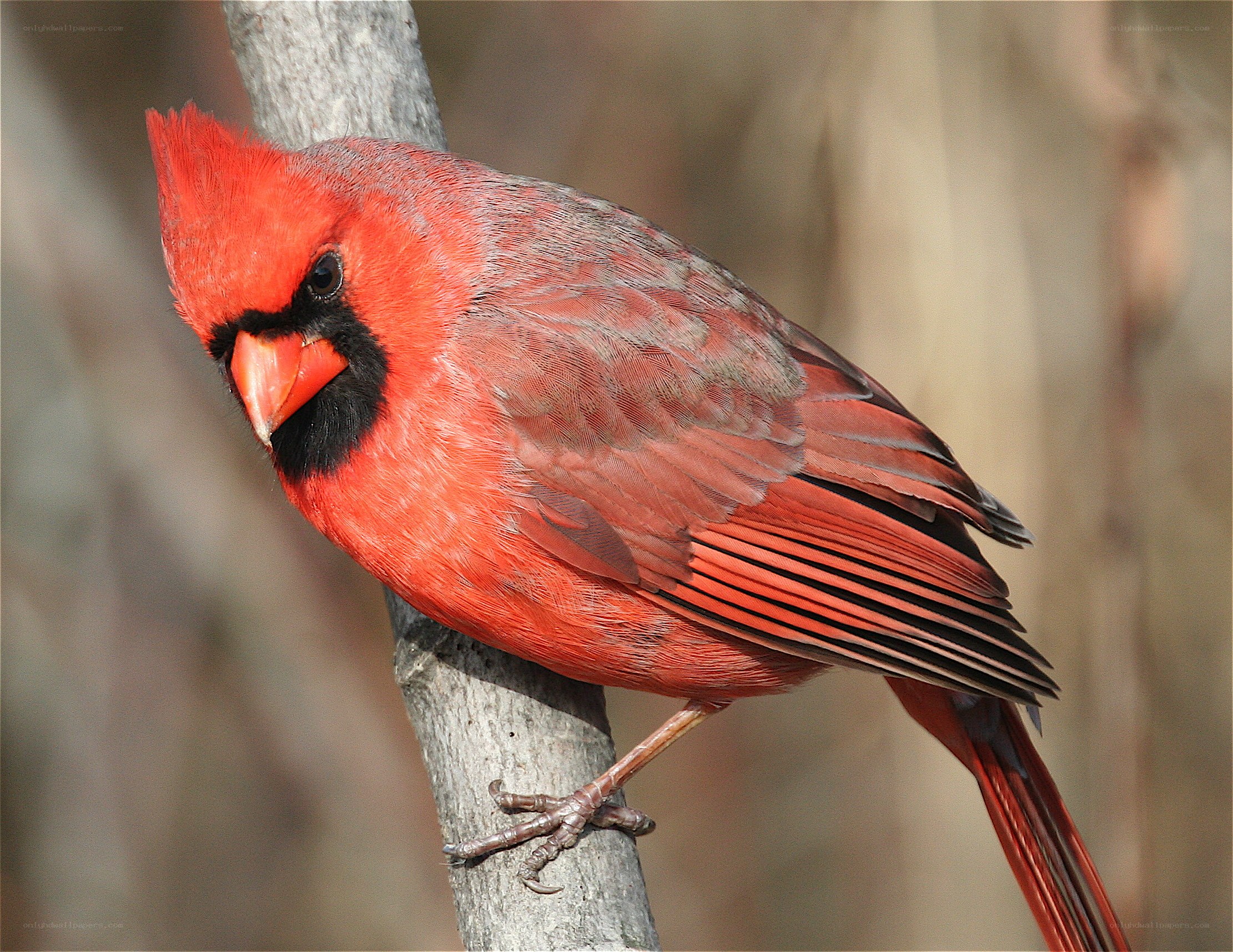 Red cardinal perched on branch