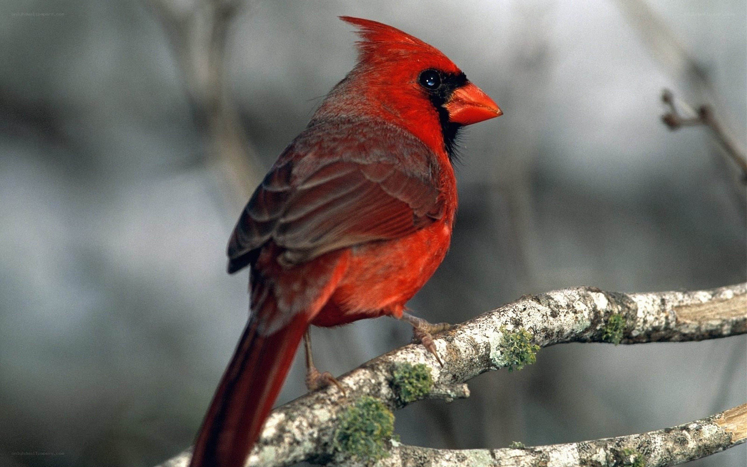 Red cardinal perched on branch