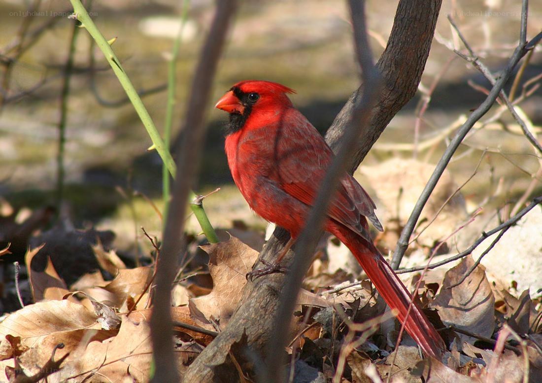 Red cardinal perched on branch