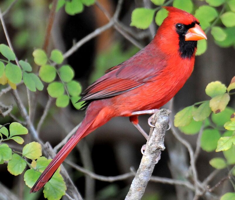 Red cardinal perched on branch