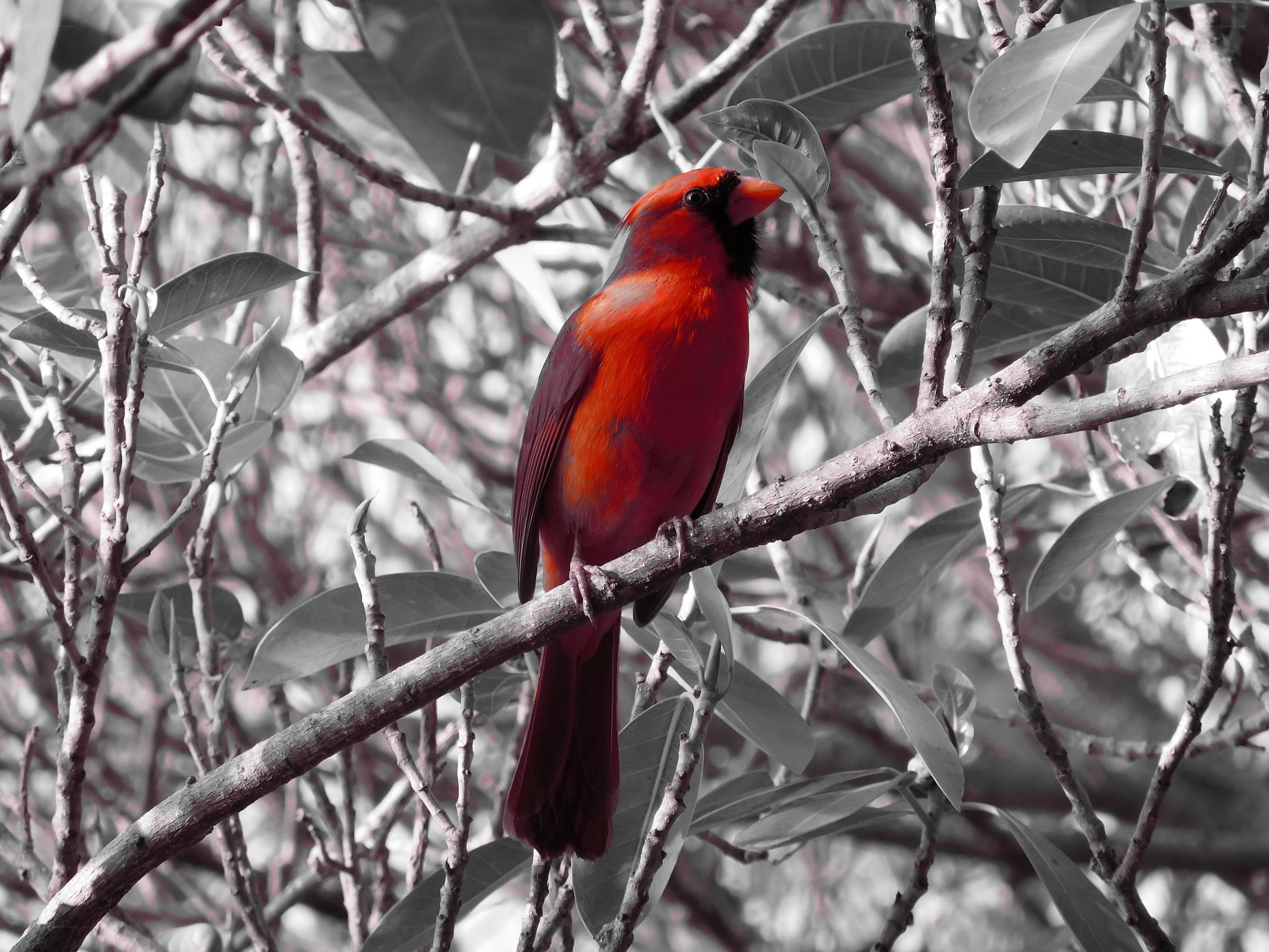 Red cardinal perched on branch