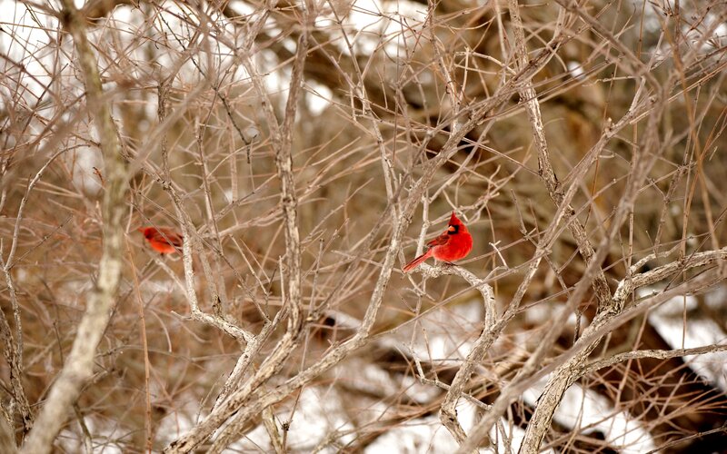 Red Cardinals in Branches