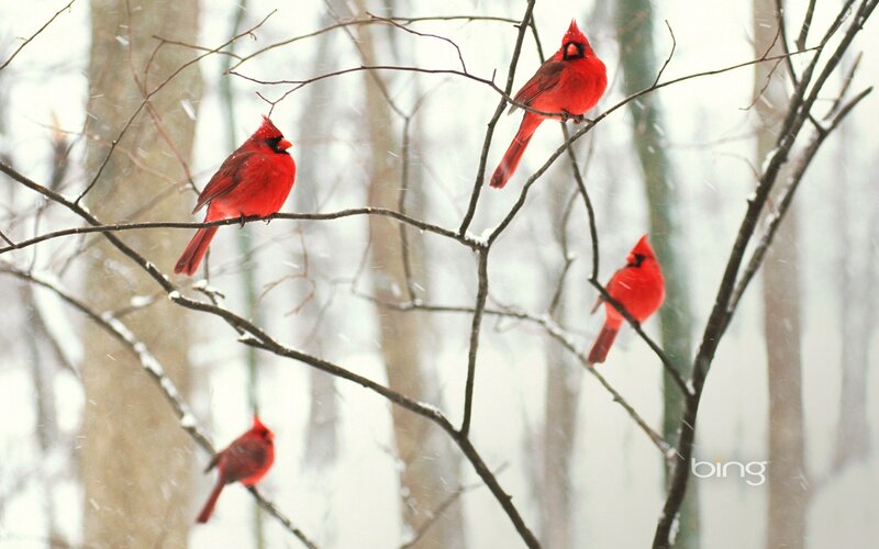 Red Cardinals in Snow