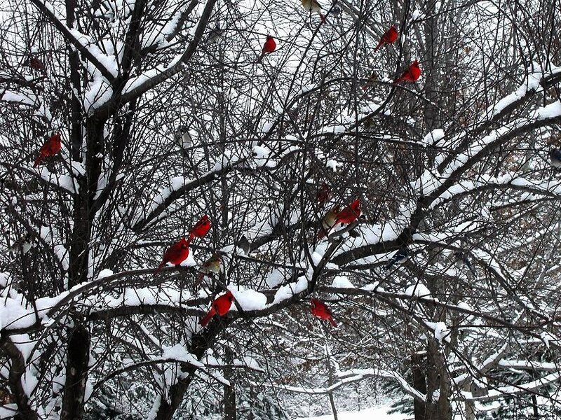 Red Cardinals in Tree