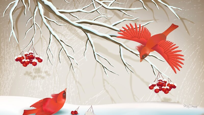 Red Cardinals in Winter