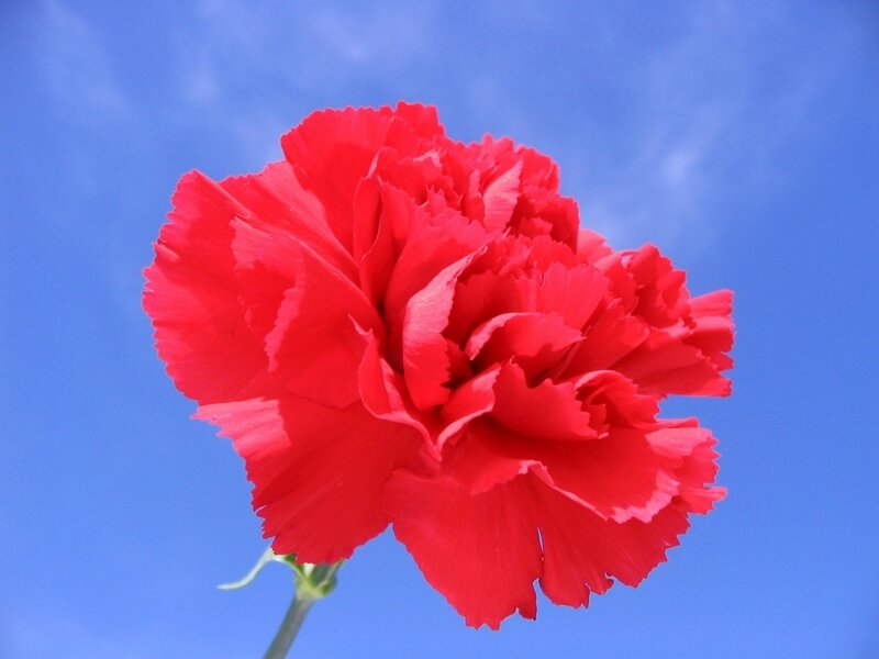 Red carnation against blue sky