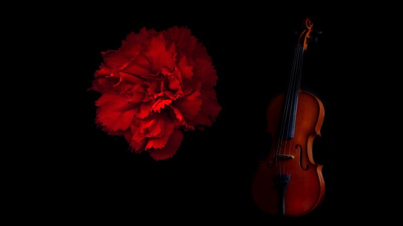 Red Carnation and Violin