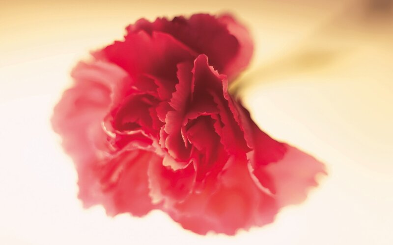 red carnation flower