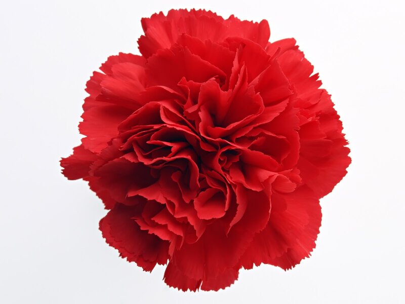 Red carnation flower
