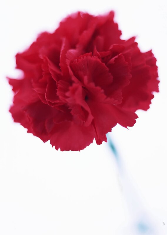 Red carnation flower