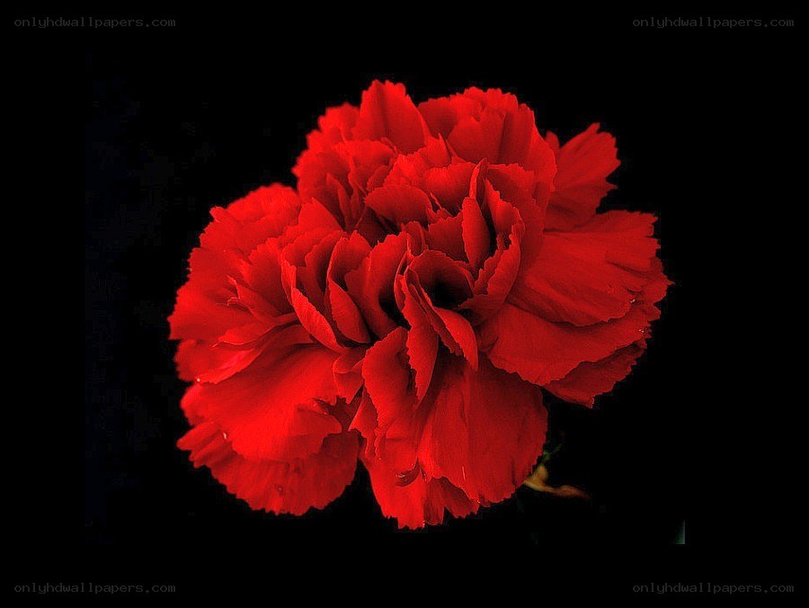 Red carnation flower