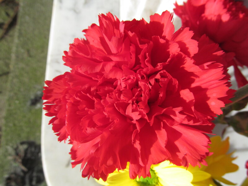 Red Carnation Flower — Bright