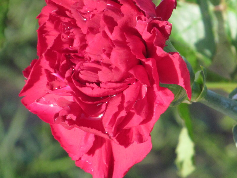 Red Carnation Flower — Calm, Afternoon