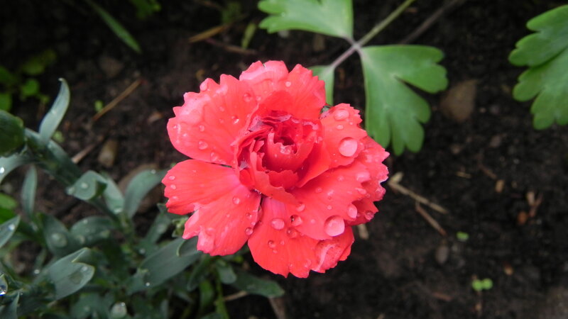 Red Carnation Flower — Calm, Morning