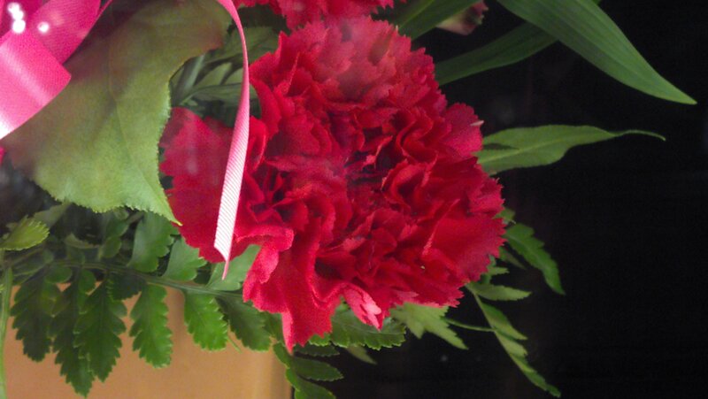 Red Carnation Flower — Calm, Photograph, Green Leaves