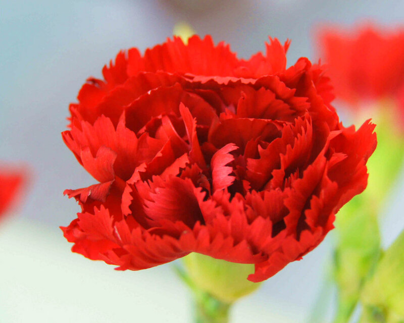 Red Carnation Flower — Calm, Photograph, Green Stem, Blurry Background