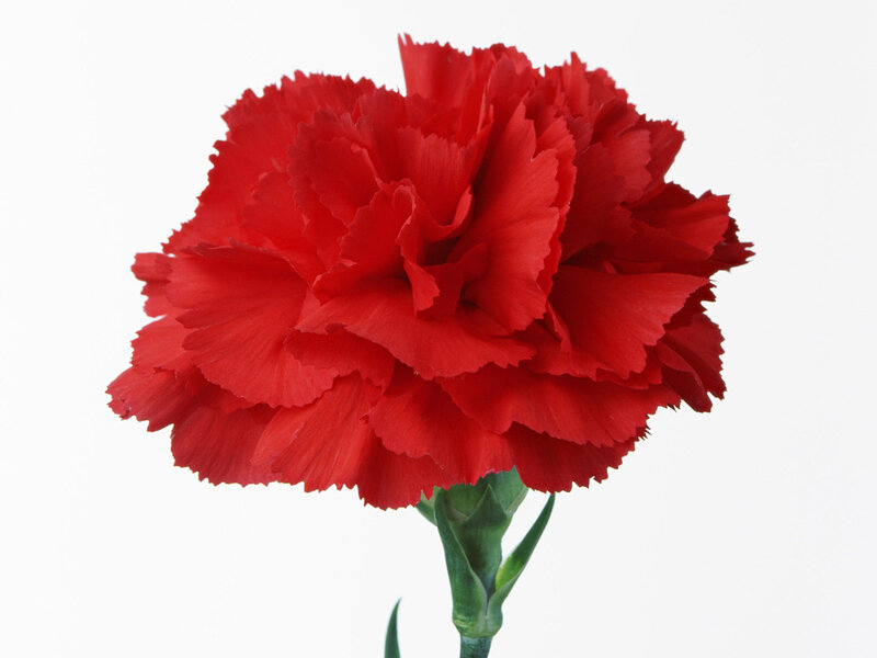 Red Carnation Flower — Calm, Photograph, Green Stem