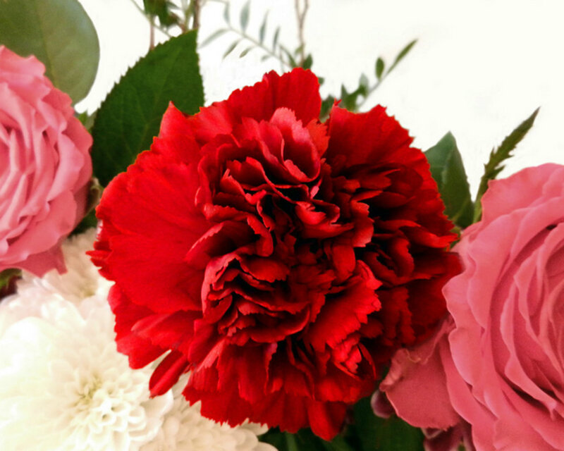 Red Carnation Flower — Calm, Photograph, Pink Rose