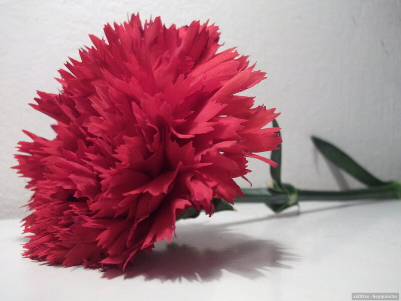 Red Carnation Flower — Calm, Photograph, Stem