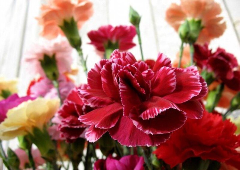 Red Carnation Flower — Calm, Photograph