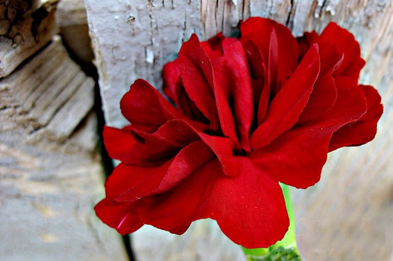Red Carnation Flower — Calm, Photograph, Wood