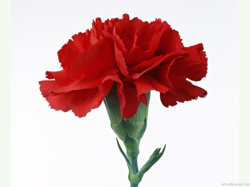 Red Carnation Flower — Calm