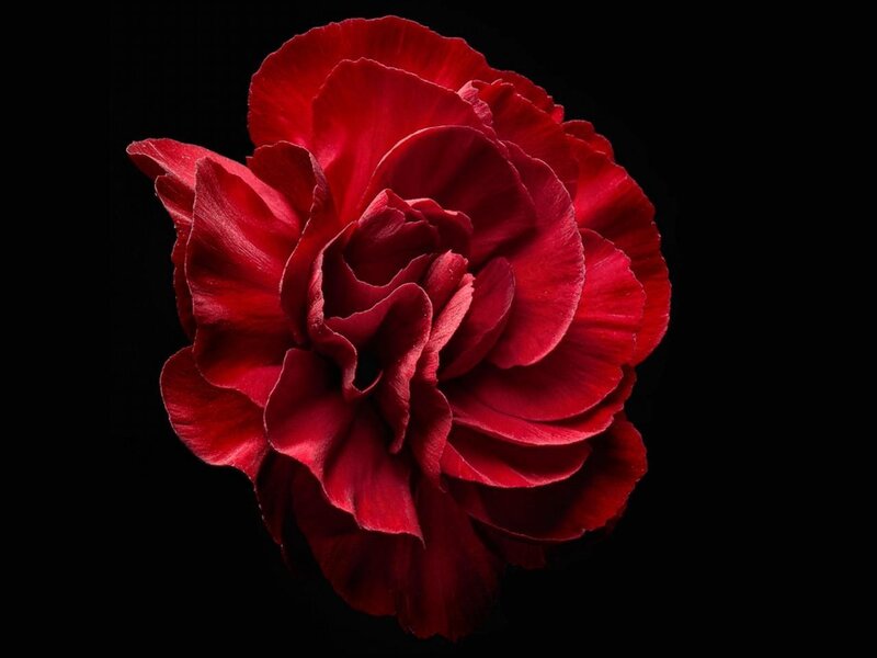 Red Carnation Flower — Dramatic, Photograph, Petals, Black Background