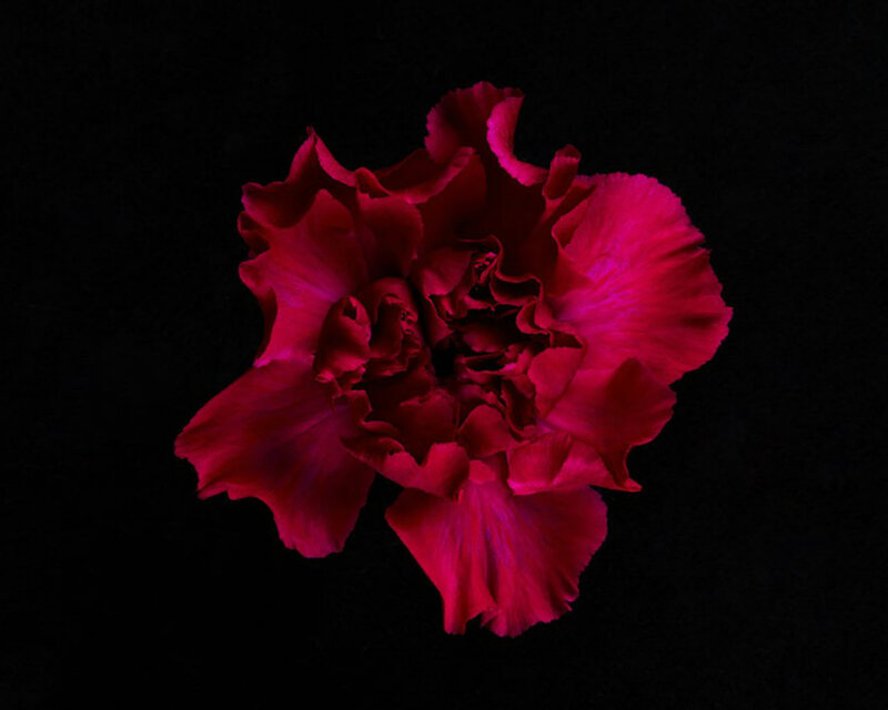 Red Carnation Flower — Dramatic, Photograph, Petals, Dark Background