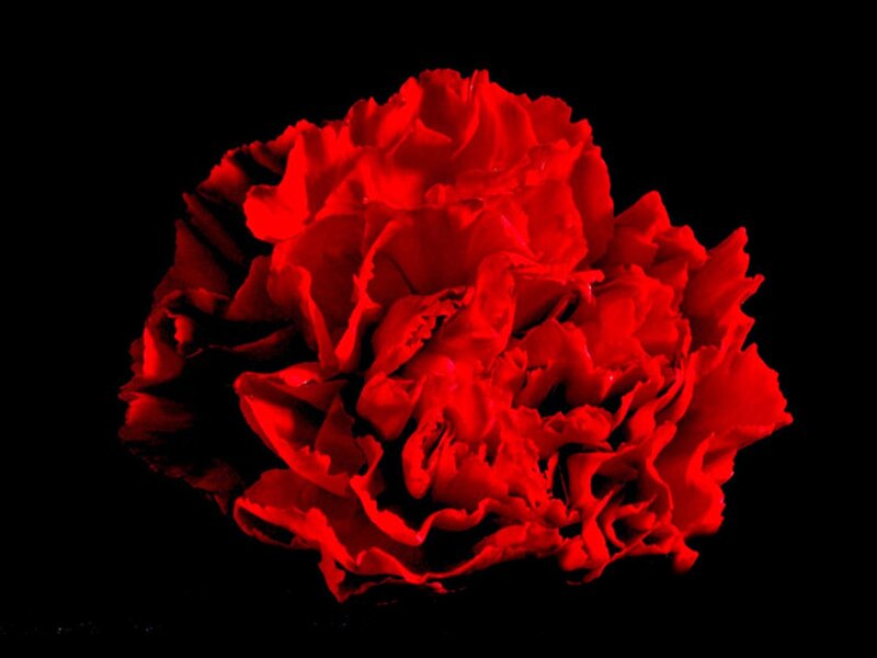 Red Carnation Flower — Dramatic, Photograph, Petals