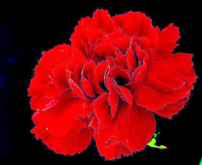 Red Carnation Flower — Dramatic, Photograph