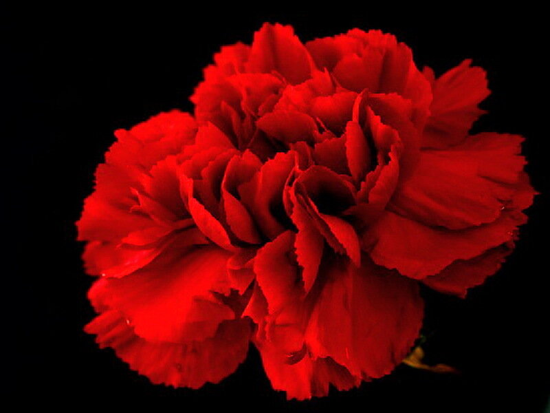Red Carnation Flower — Dramatic