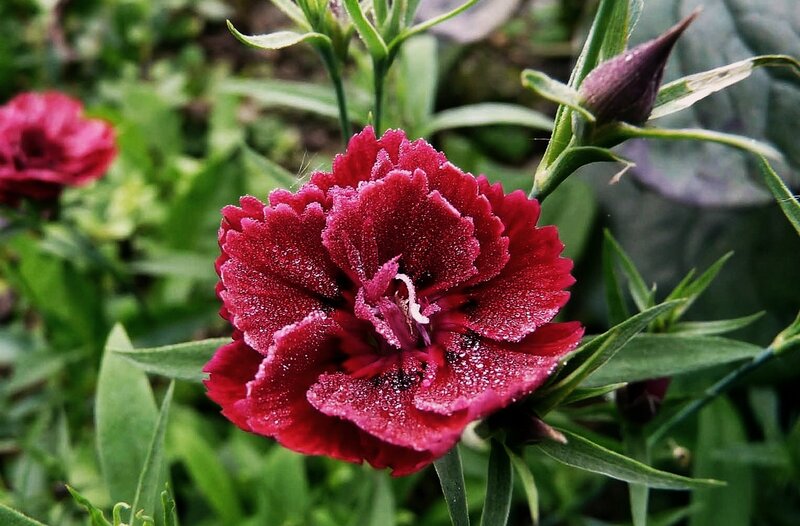 Red Carnation Flower — Natural