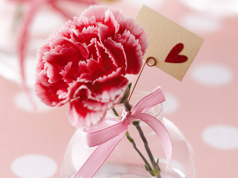 Red Carnation Flower — Pink