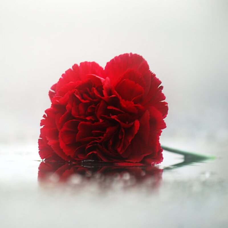 Red Carnation Flower — Serene, Photograph, Stem