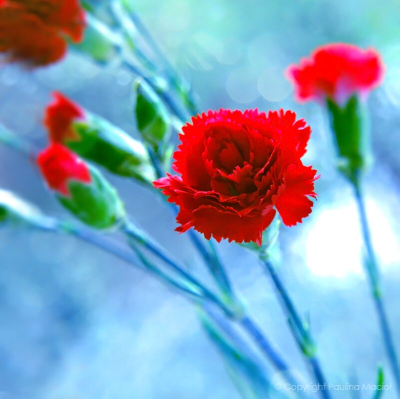 Red Carnation Flower — Serene, Photograph