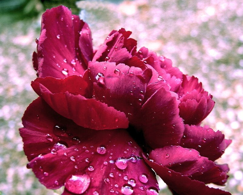 Red Carnation Flower — Serene, Photograph, Water Droplets