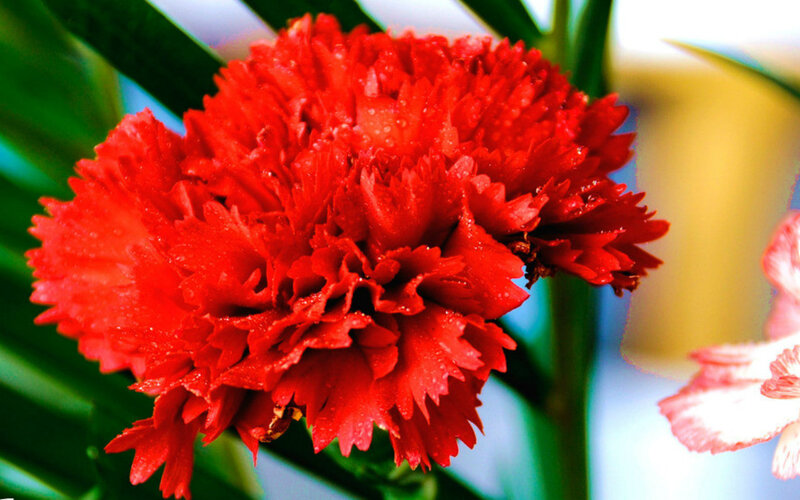 Red Carnation Flower — Vibrant, Photograph