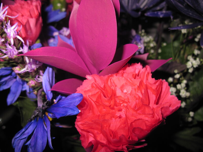 Red Carnation Flower — Vibrant