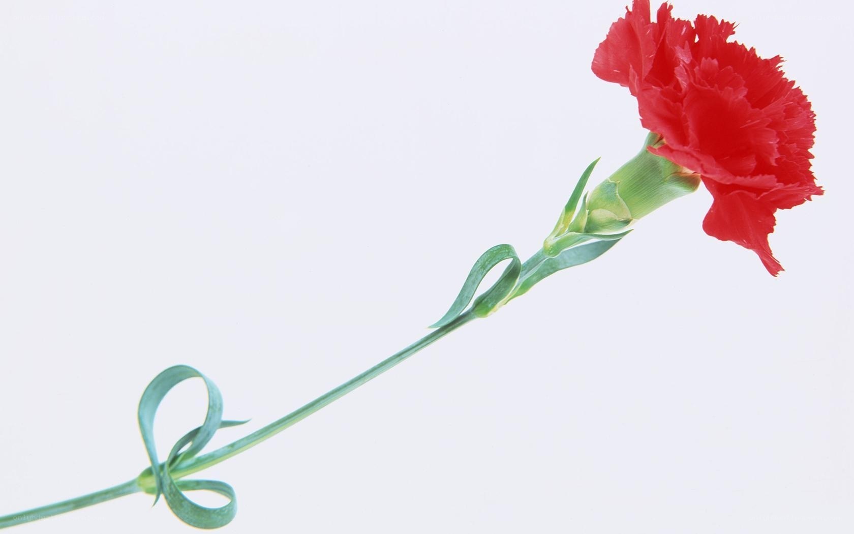 Red carnation flower