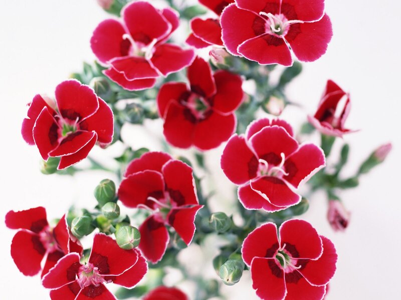Red carnation flowers