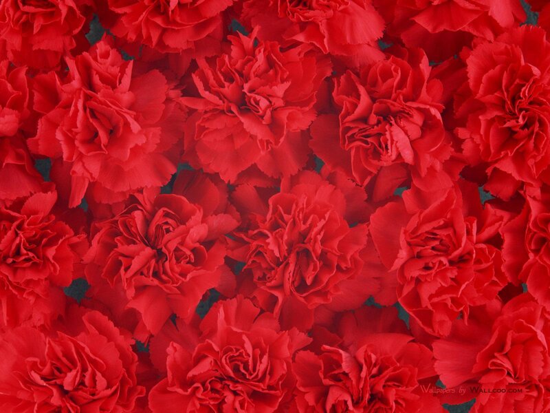 Red carnation flowers