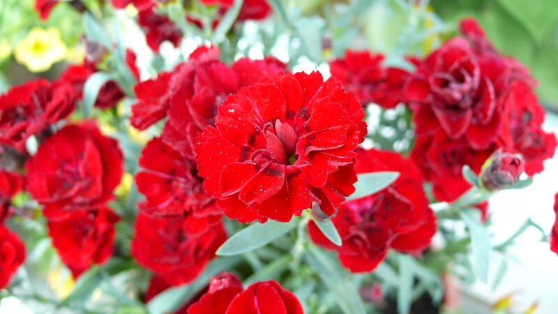 Red Carnation Flowers — Calm, Afternoon