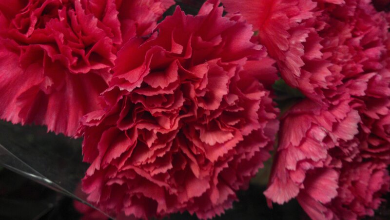Red Carnation Flowers — Calm