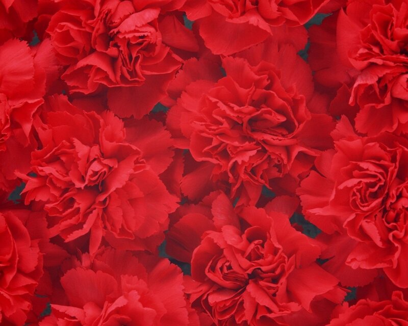 Red Carnation Flowers — Dense