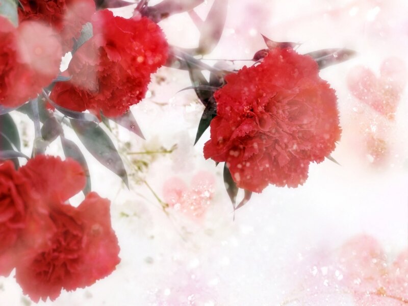 Red Carnation Flowers — Dreamy