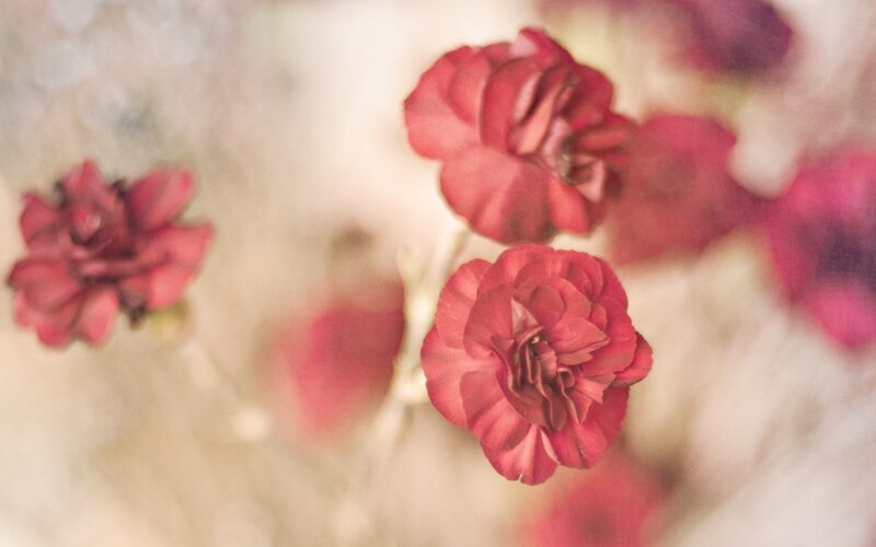 Red Carnation Flowers — Soft